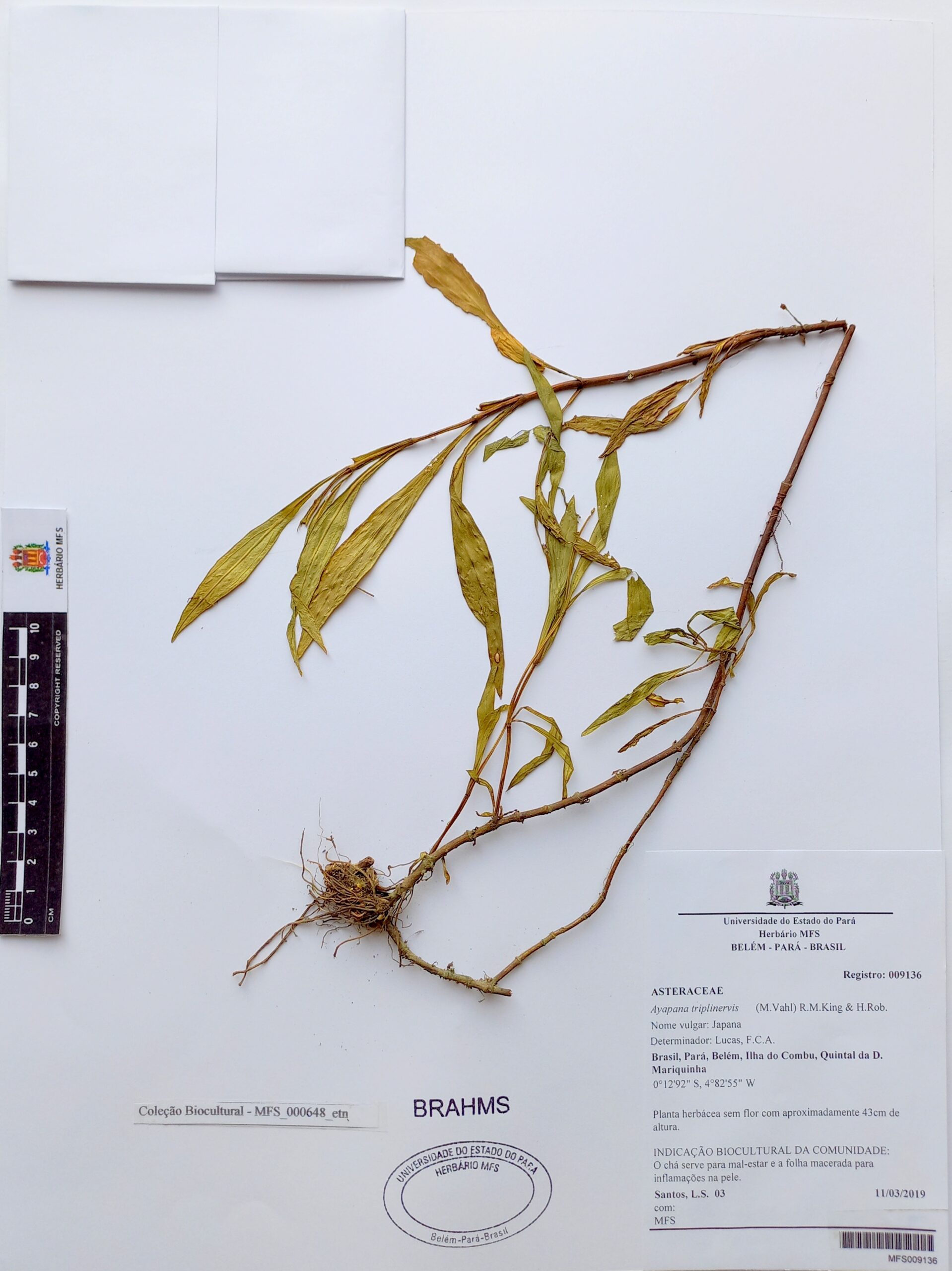 Japana - Exsicata - Herbário MFS