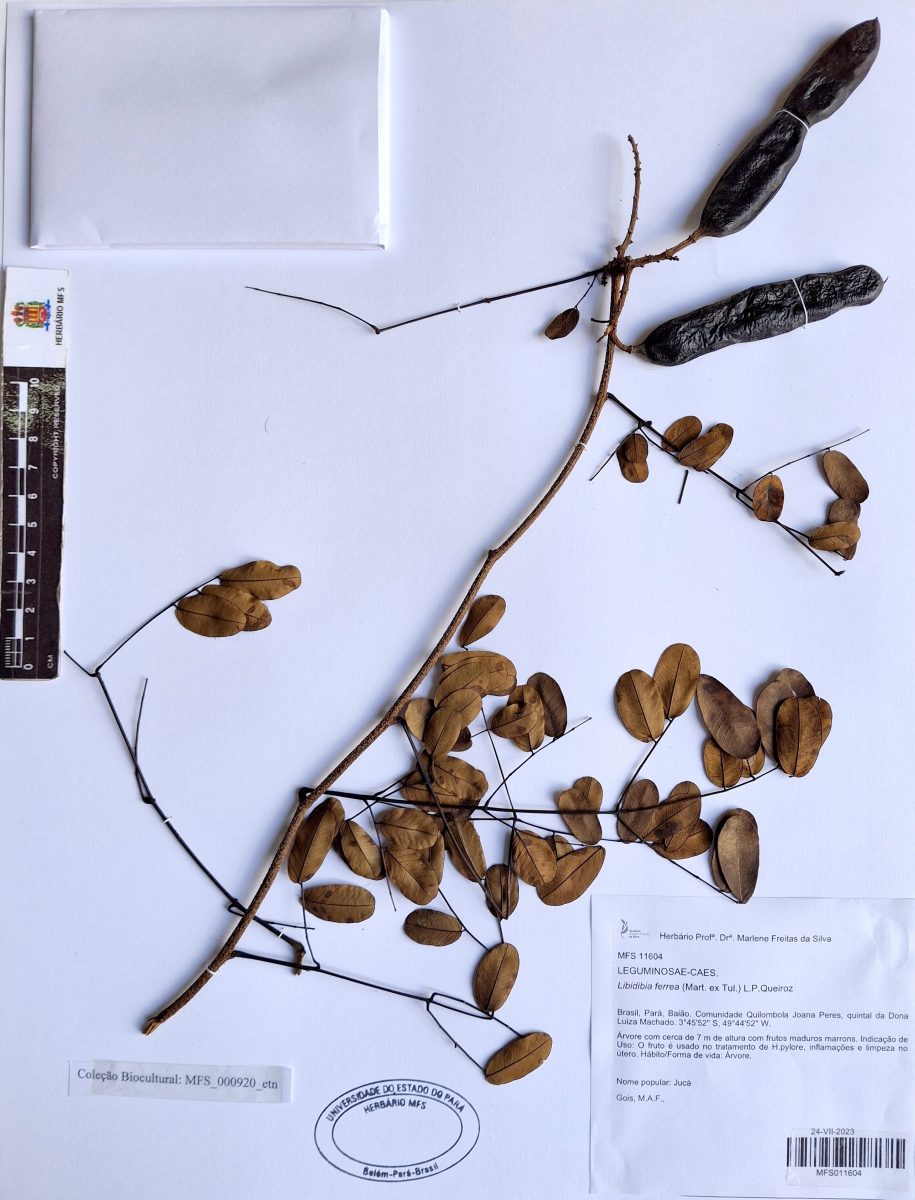 Exsicata - Jucá - Herbário MFS